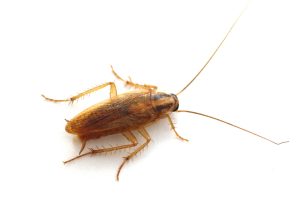 cockroach photo