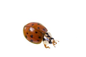 lady bug photo