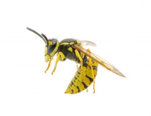 wasp photo