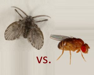 How to kill Fruit Flies, Sewer Flies or Drain Flies in your home or